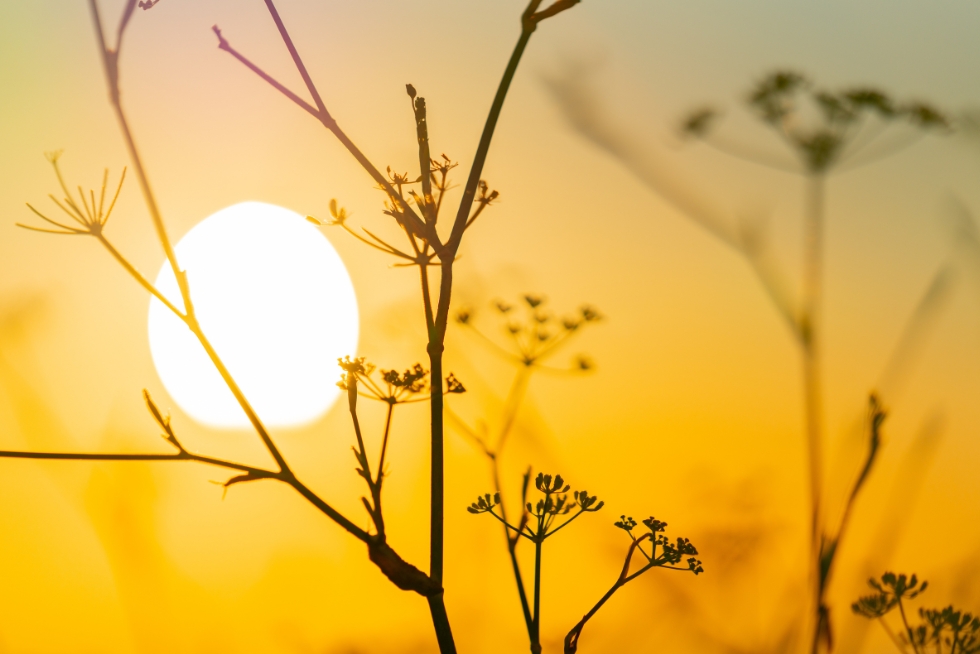Switching to Solar Energy in Chico, CA – The Top 5 Benefits